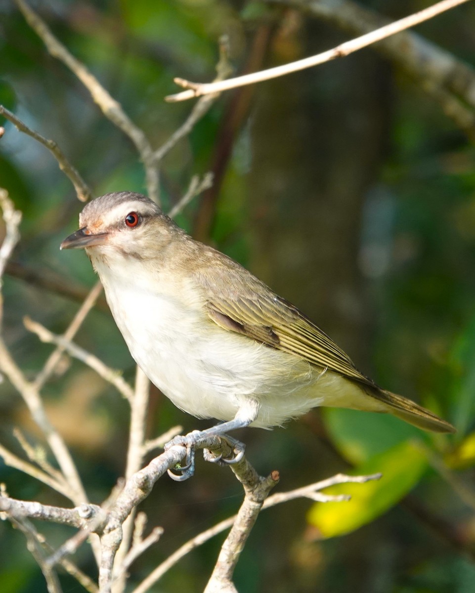 Black-whiskered Vireo - ML619954178