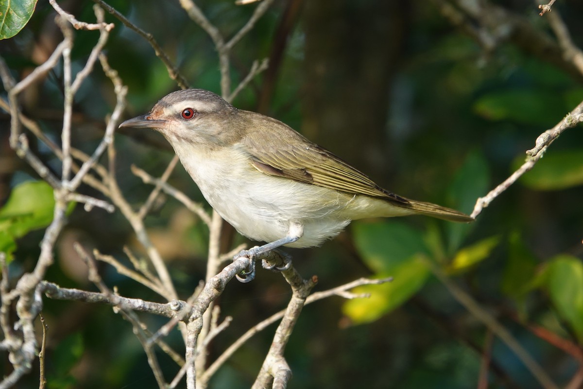 Vireo Bigotudo - ML619954179