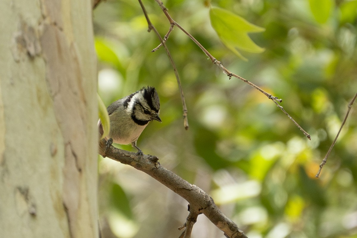 Bridled Titmouse - ML619954187