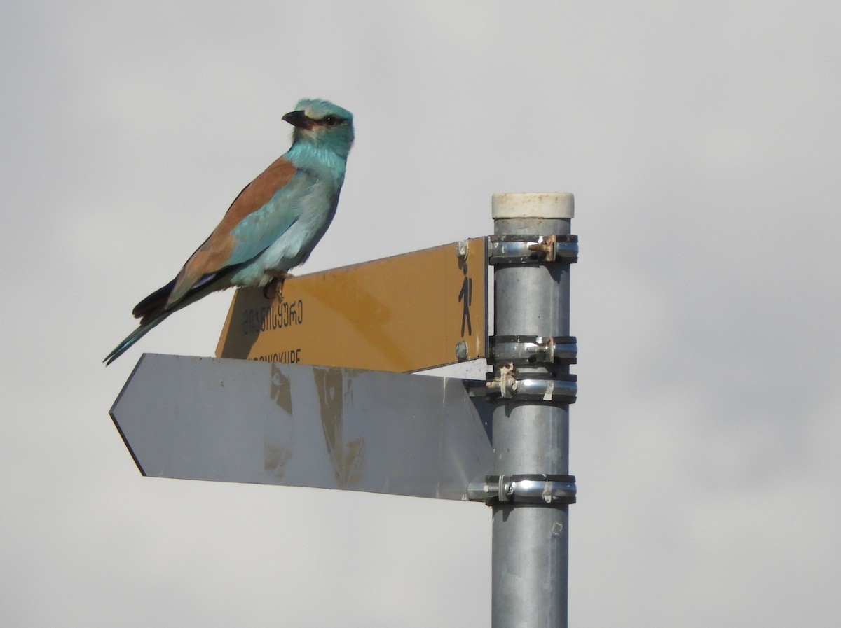 European Roller - ML619954192