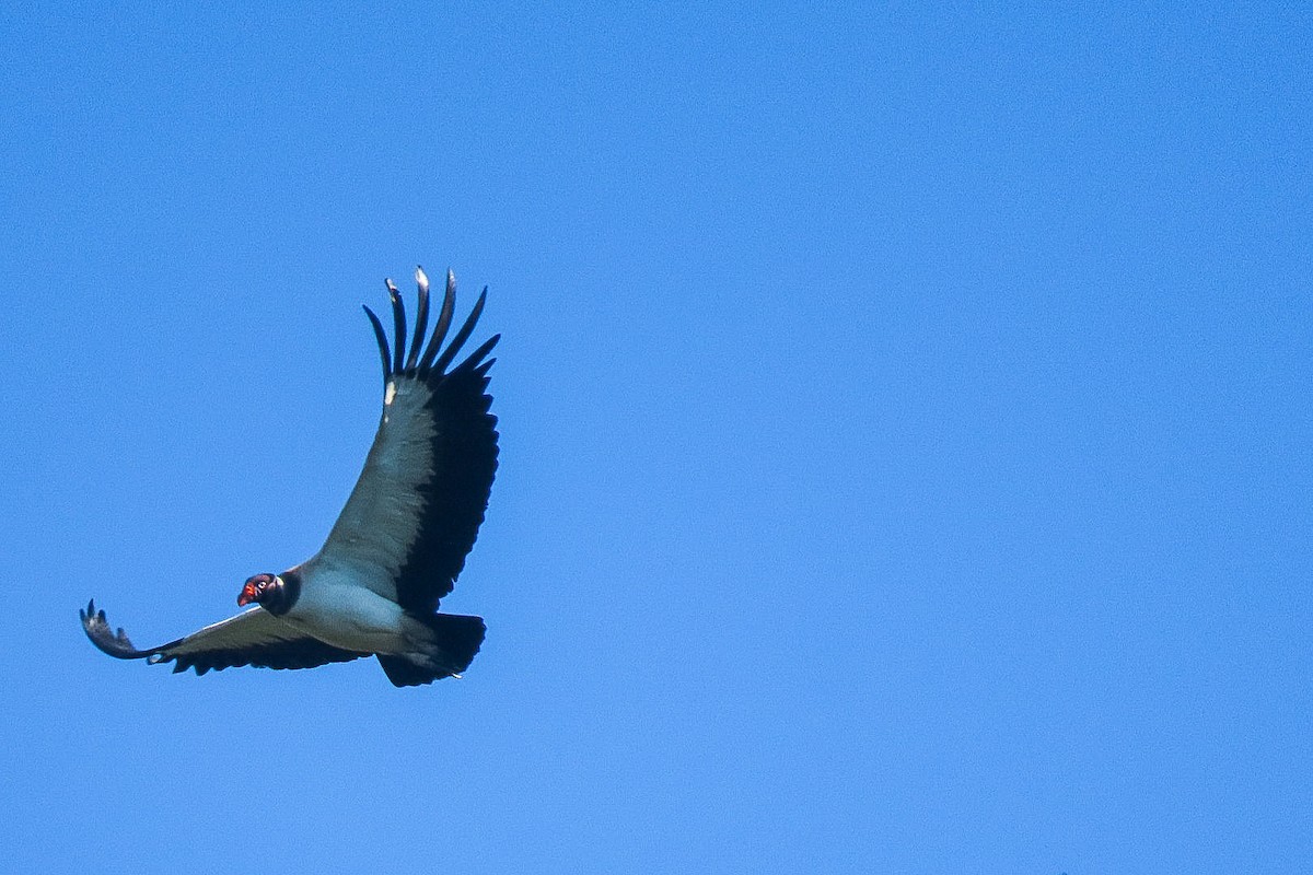 King Vulture - Lior Dor
