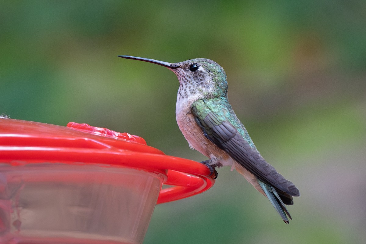 Broad-tailed Hummingbird - ML619954209