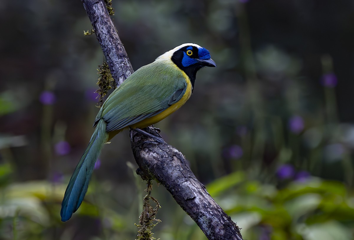 Green Jay (Inca) - José Luís Massoco