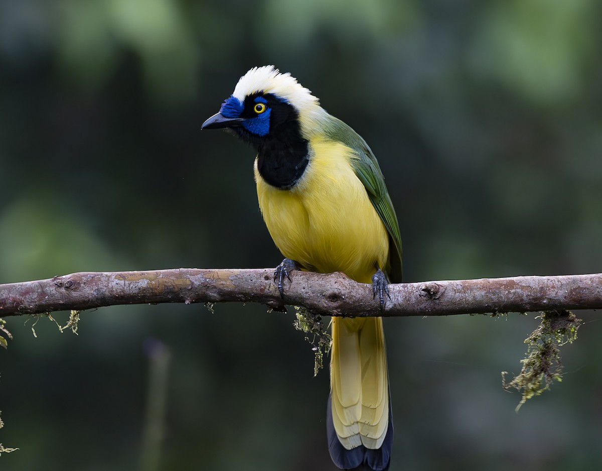 Green Jay (Inca) - ML619954213