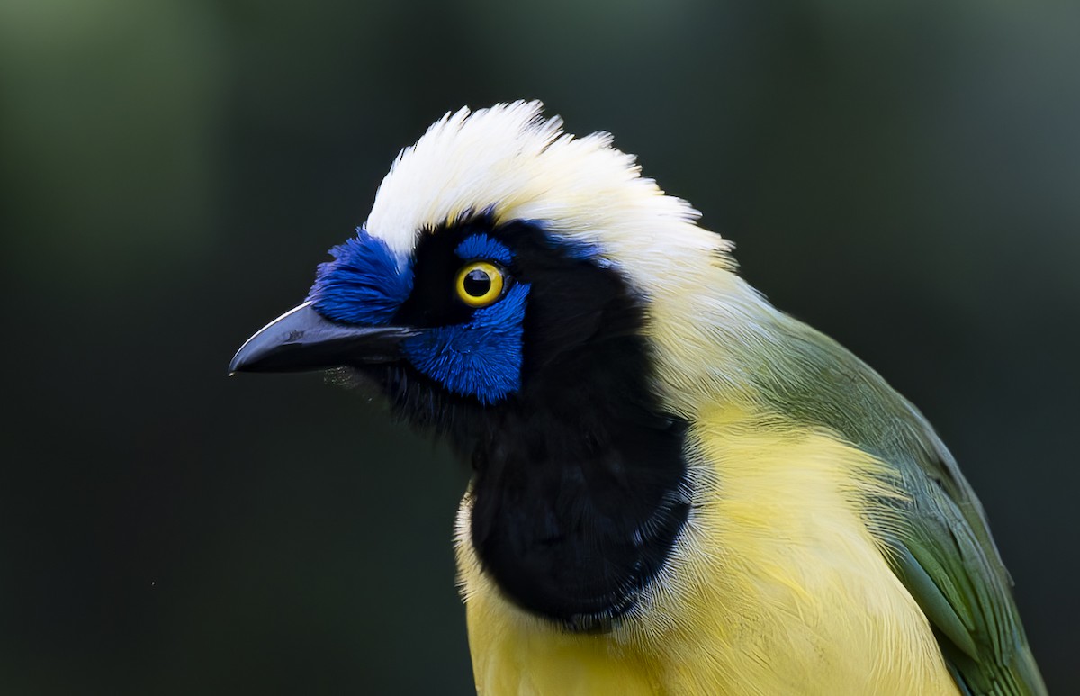 Green Jay (Inca) - José Luís Massoco