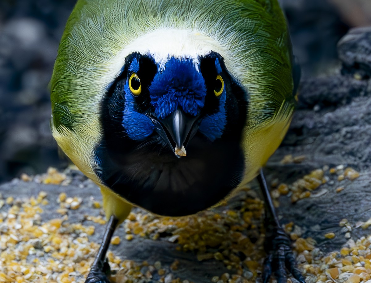 Green Jay (Inca) - José Luís Massoco