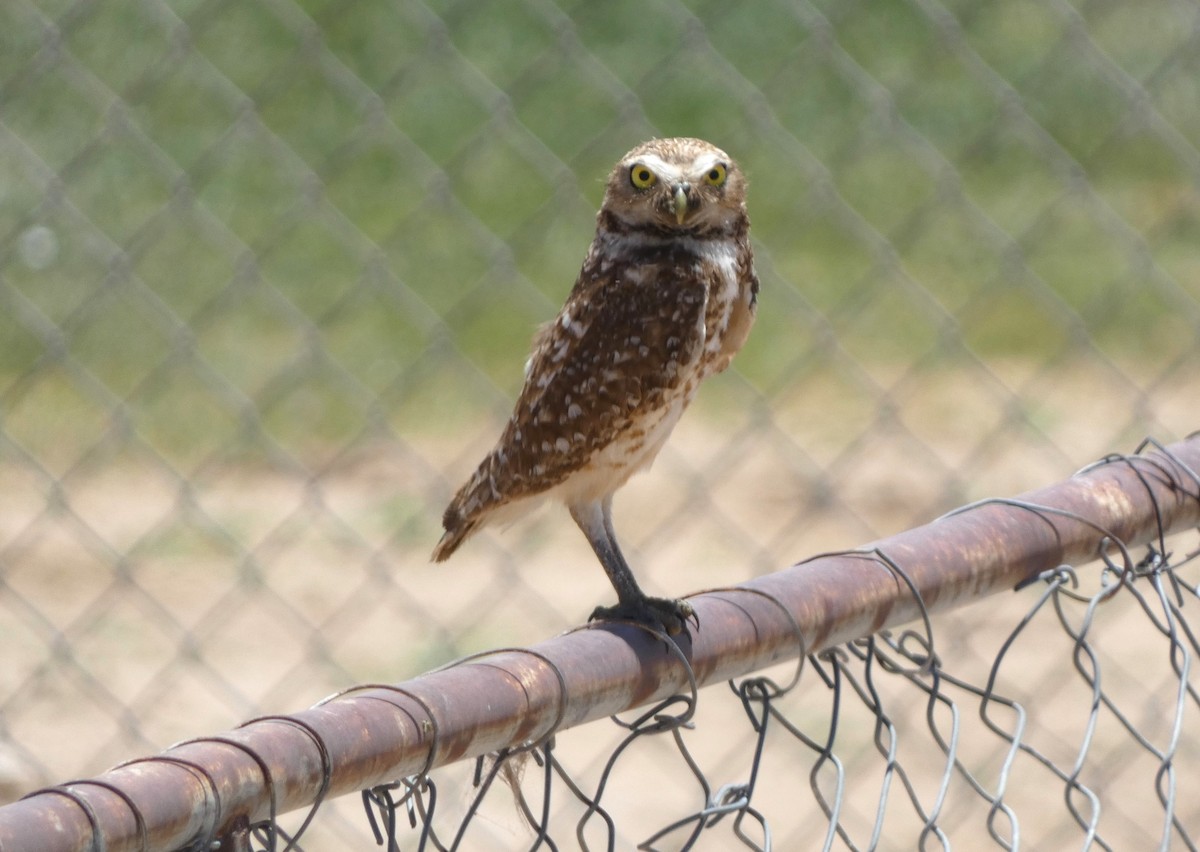 Burrowing Owl - ML619954217