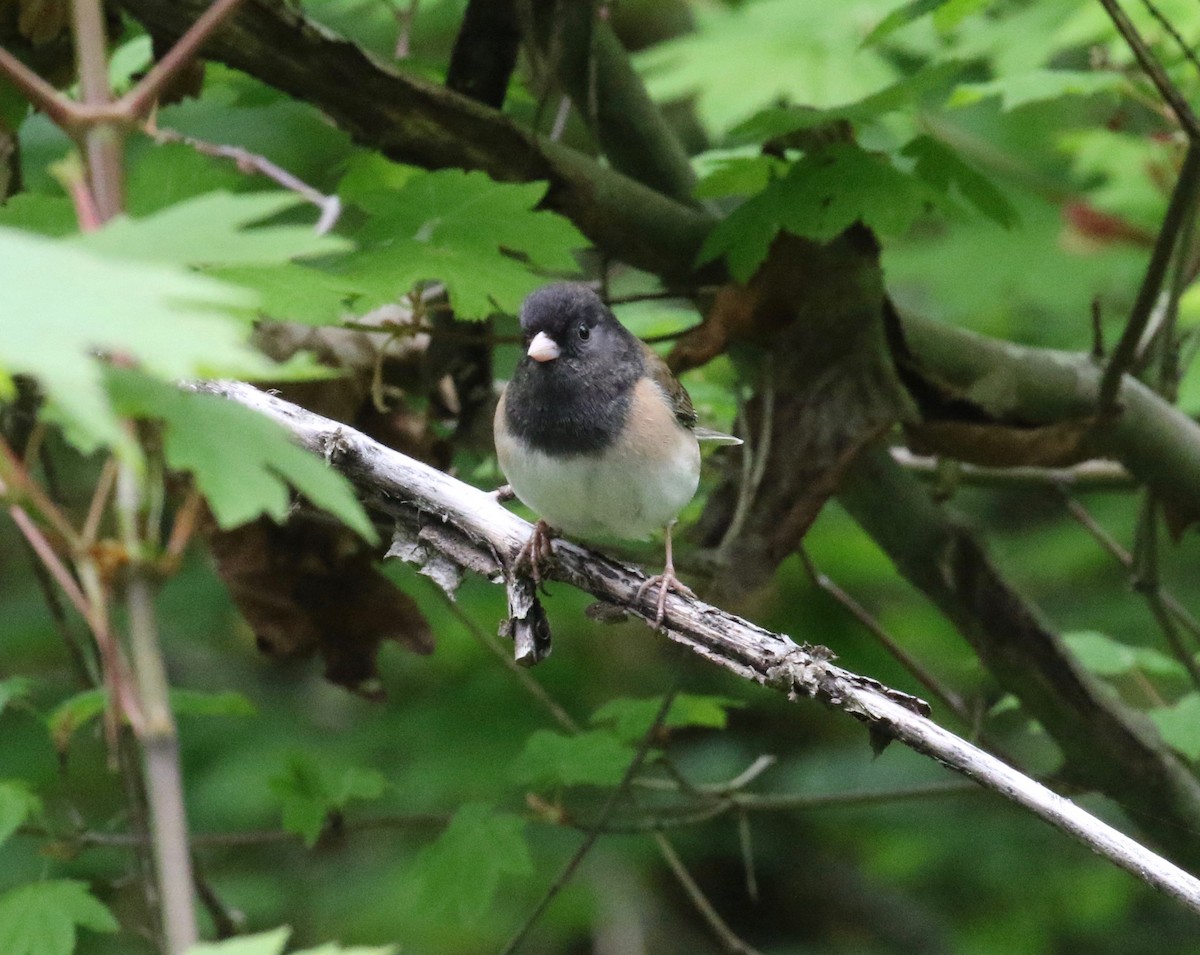 Dark-eyed Junco (Oregon) - ML619954220