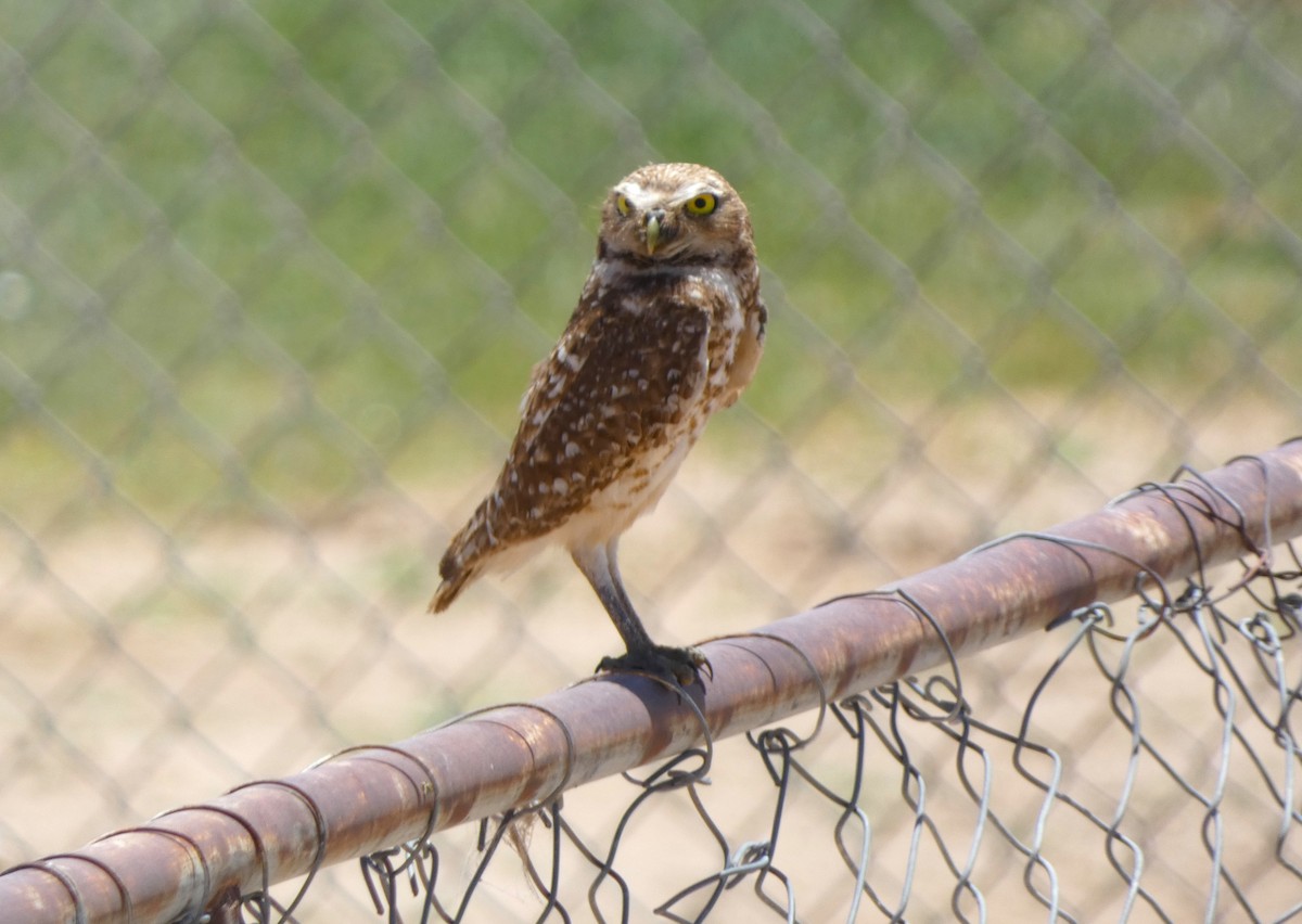 Burrowing Owl - ML619954221