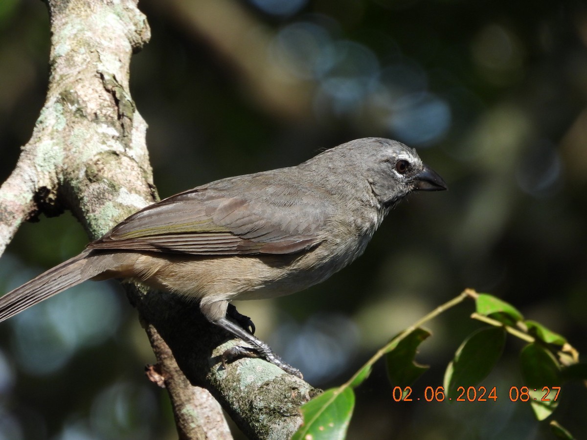 Buff-throated Saltator - Cesar Lopez Bustamante