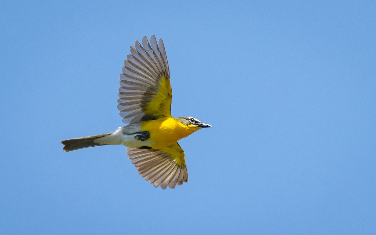 Yellow-breasted Chat - ML619954223