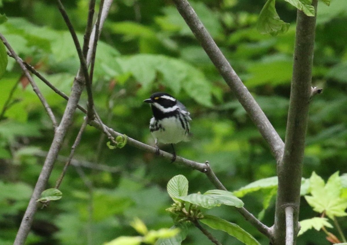 Black-throated Gray Warbler - ML619954230