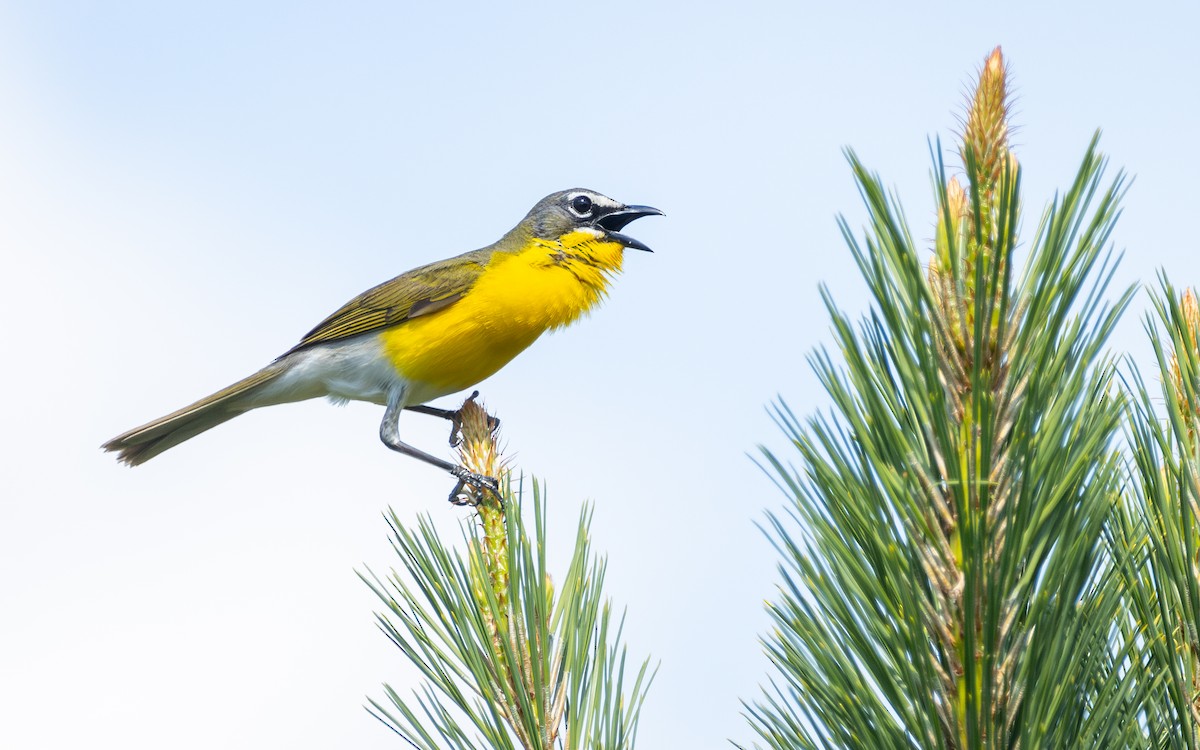Yellow-breasted Chat - ML619954231