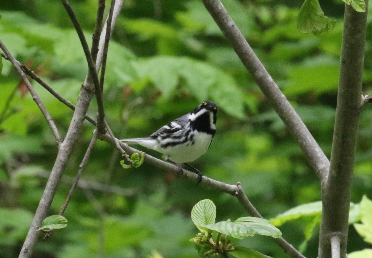 Black-throated Gray Warbler - ML619954234