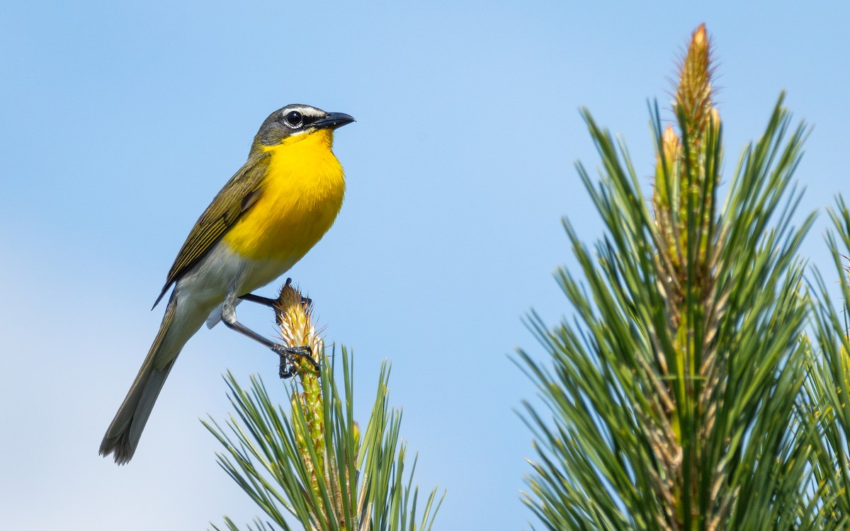 Yellow-breasted Chat - ML619954240