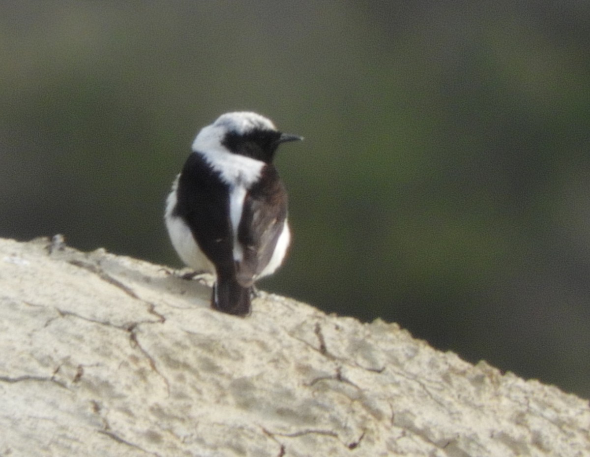 Finsch's Wheatear - ML619954245