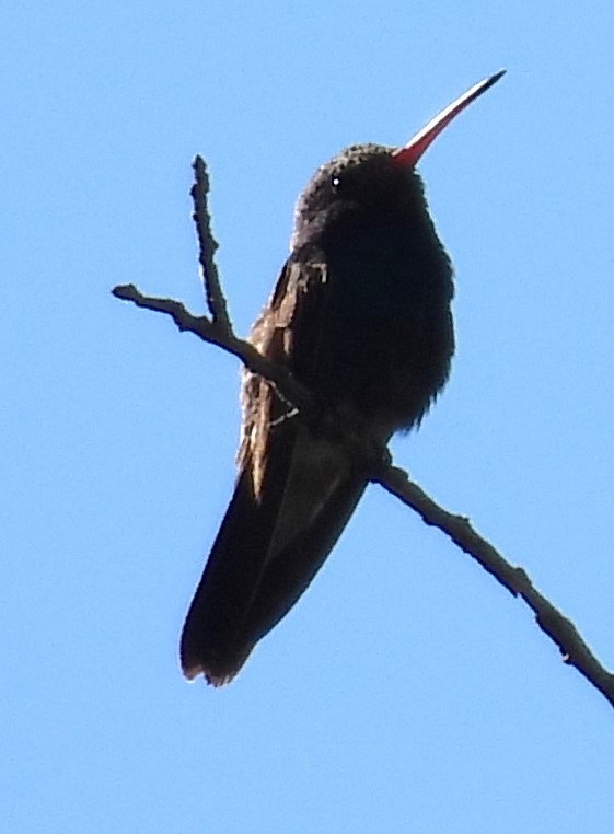 Broad-billed Hummingbird - ML619954248