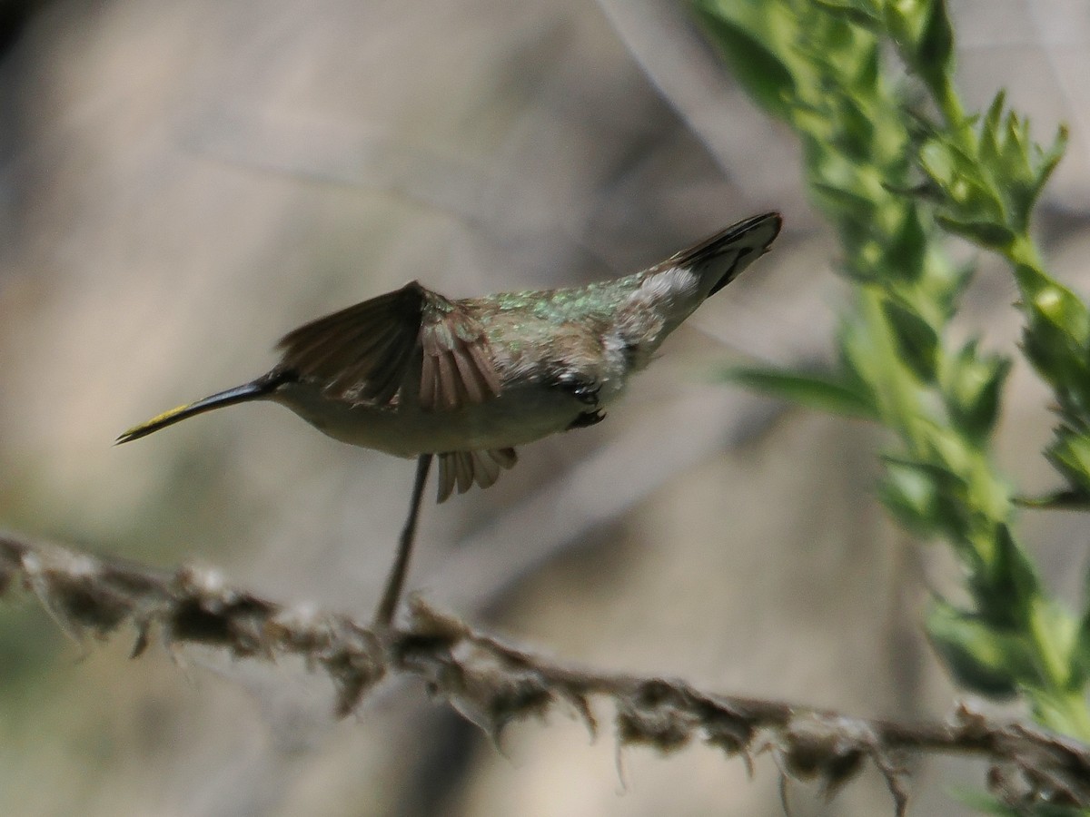Costa's Hummingbird - ML619954256