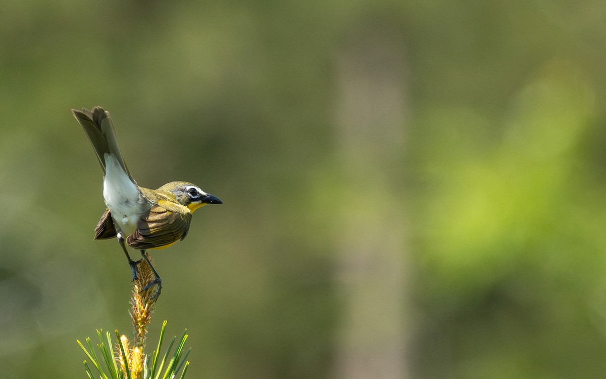 Yellow-breasted Chat - ML619954258
