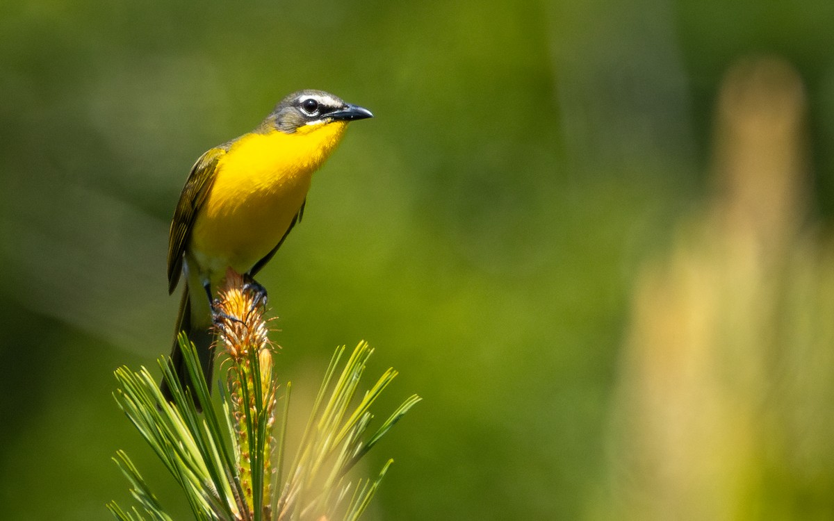 Yellow-breasted Chat - ML619954259