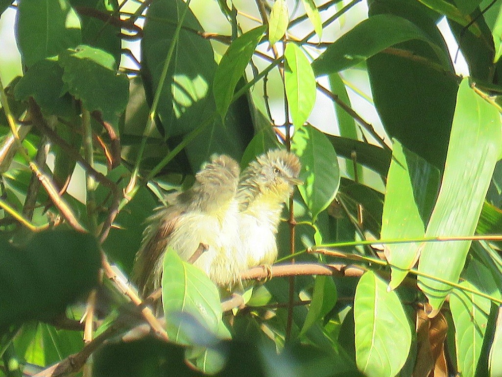 Pin-striped Tit-Babbler (Palawan) - Breyden Beeke