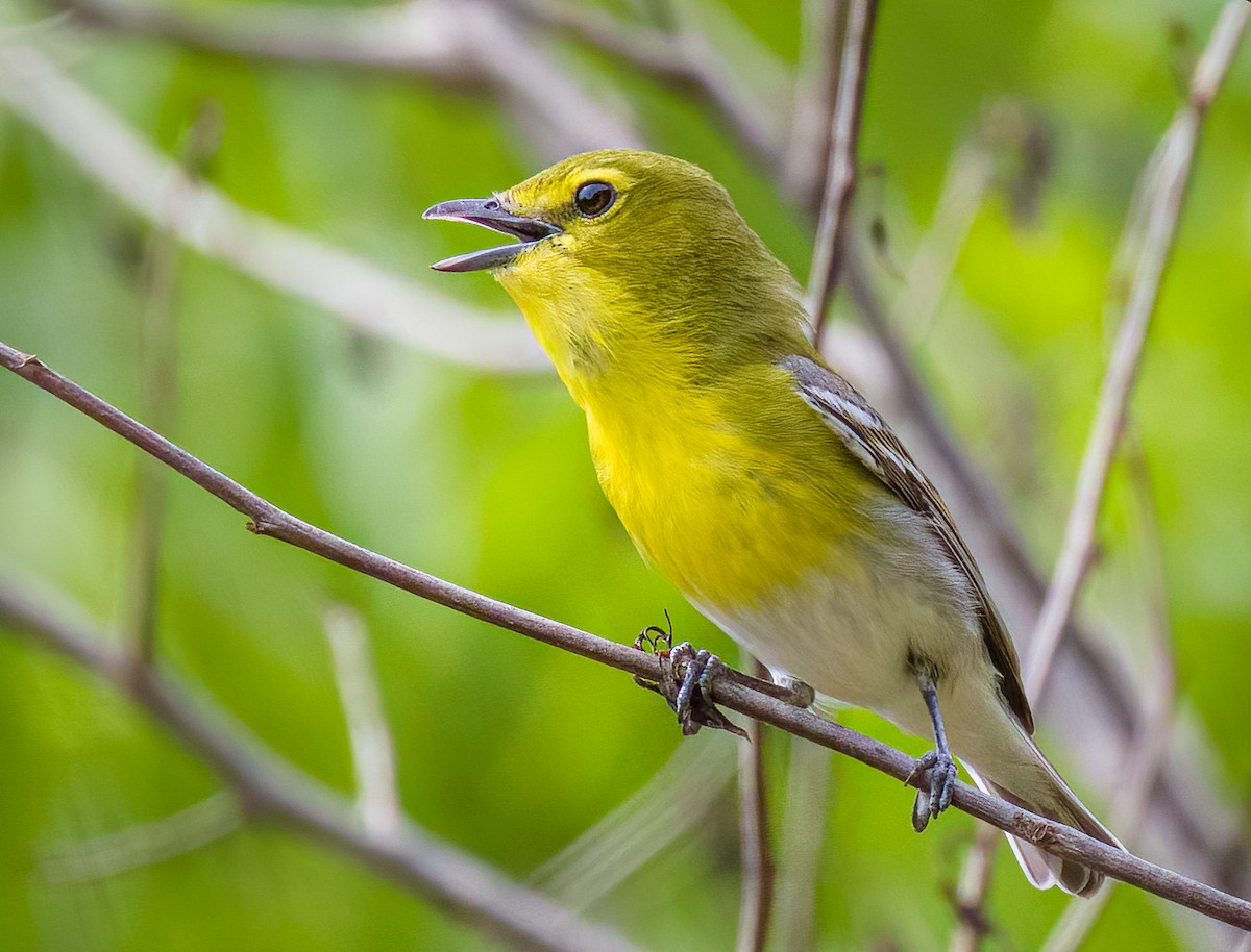 Yellow-throated Vireo - ML619954281
