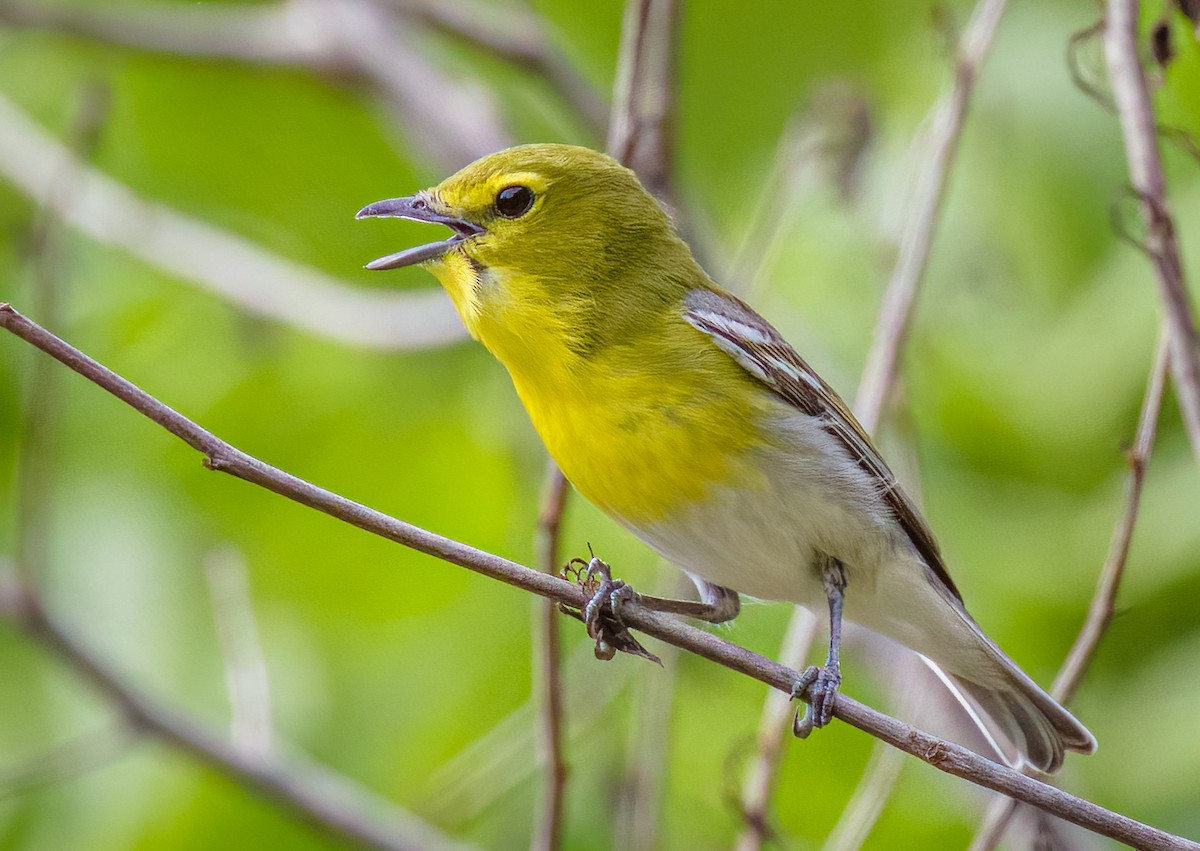Yellow-throated Vireo - ML619954282