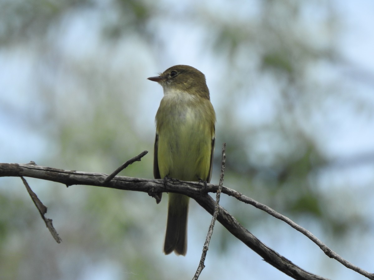 Least Flycatcher - ML619954287