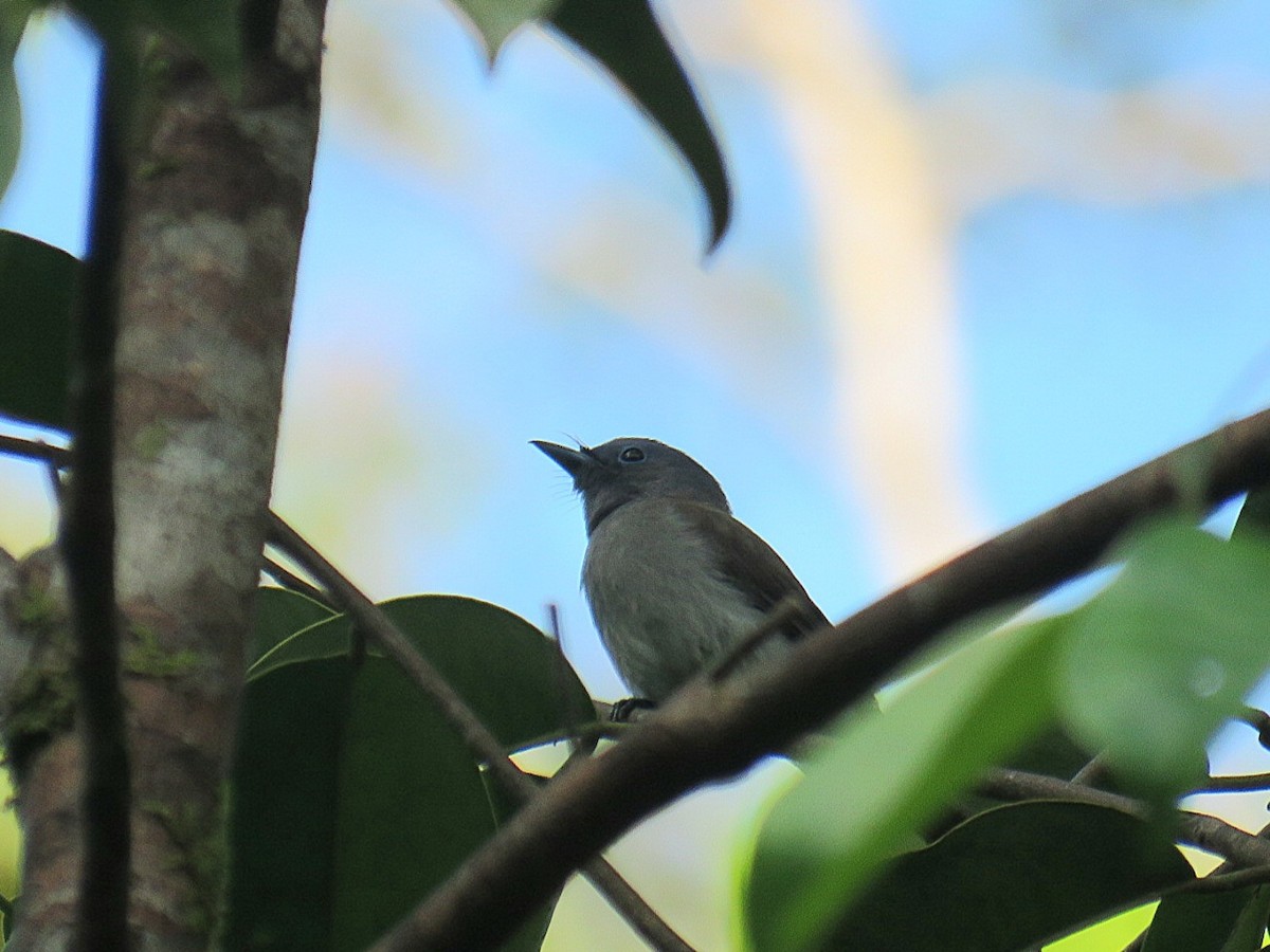 Blue Paradise-Flycatcher - ML619954294