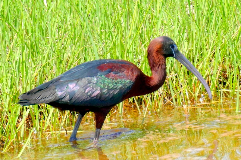 ibis hnědý - ML619954306