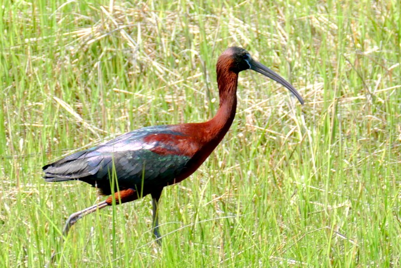 ibis hnědý - ML619954308