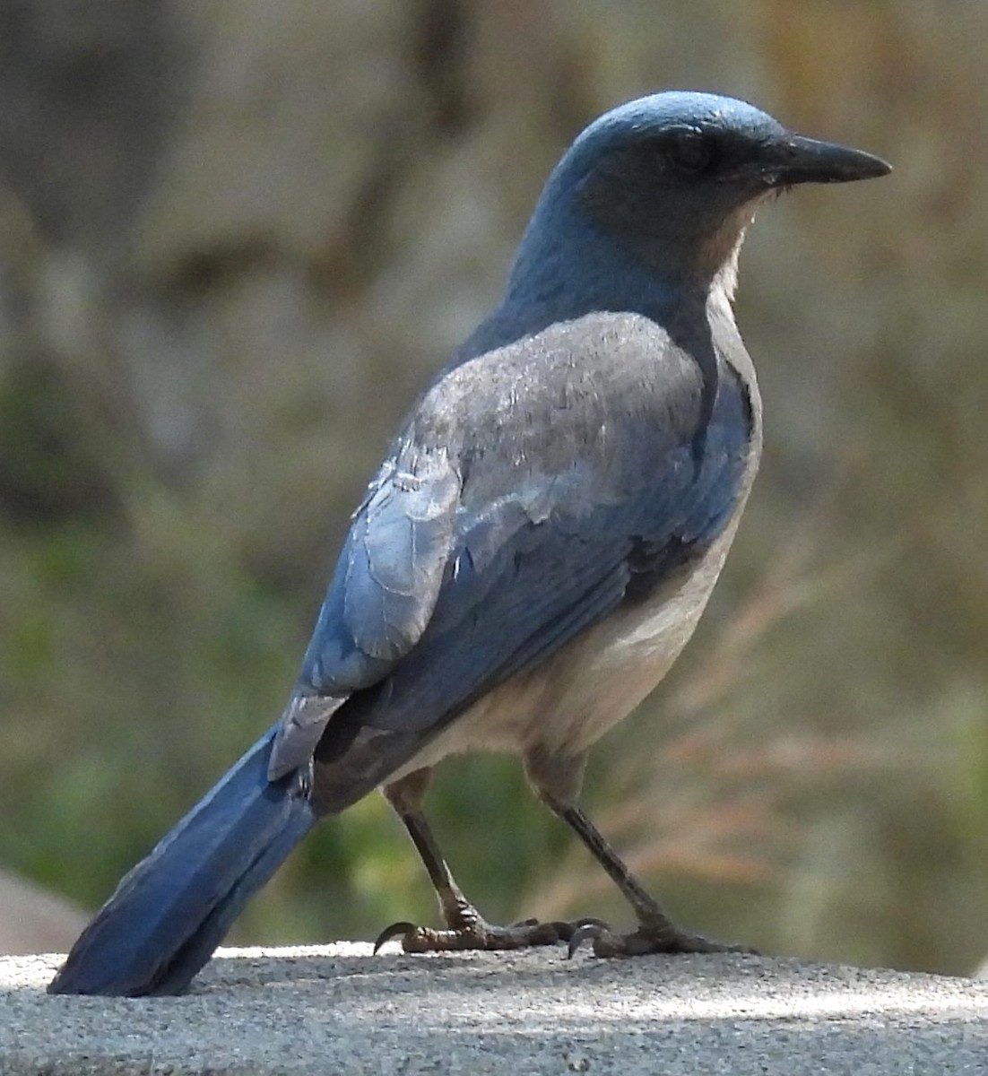 Mexican Jay - ML619954309
