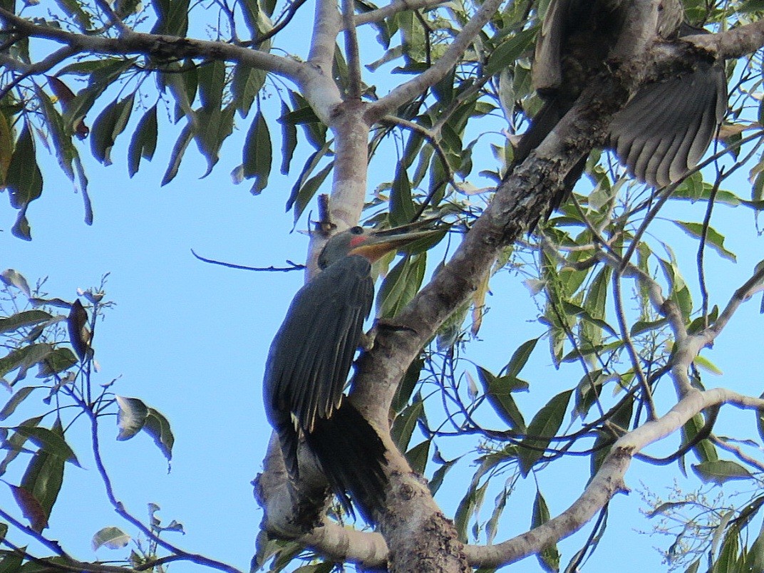 Great Slaty Woodpecker - ML619954316