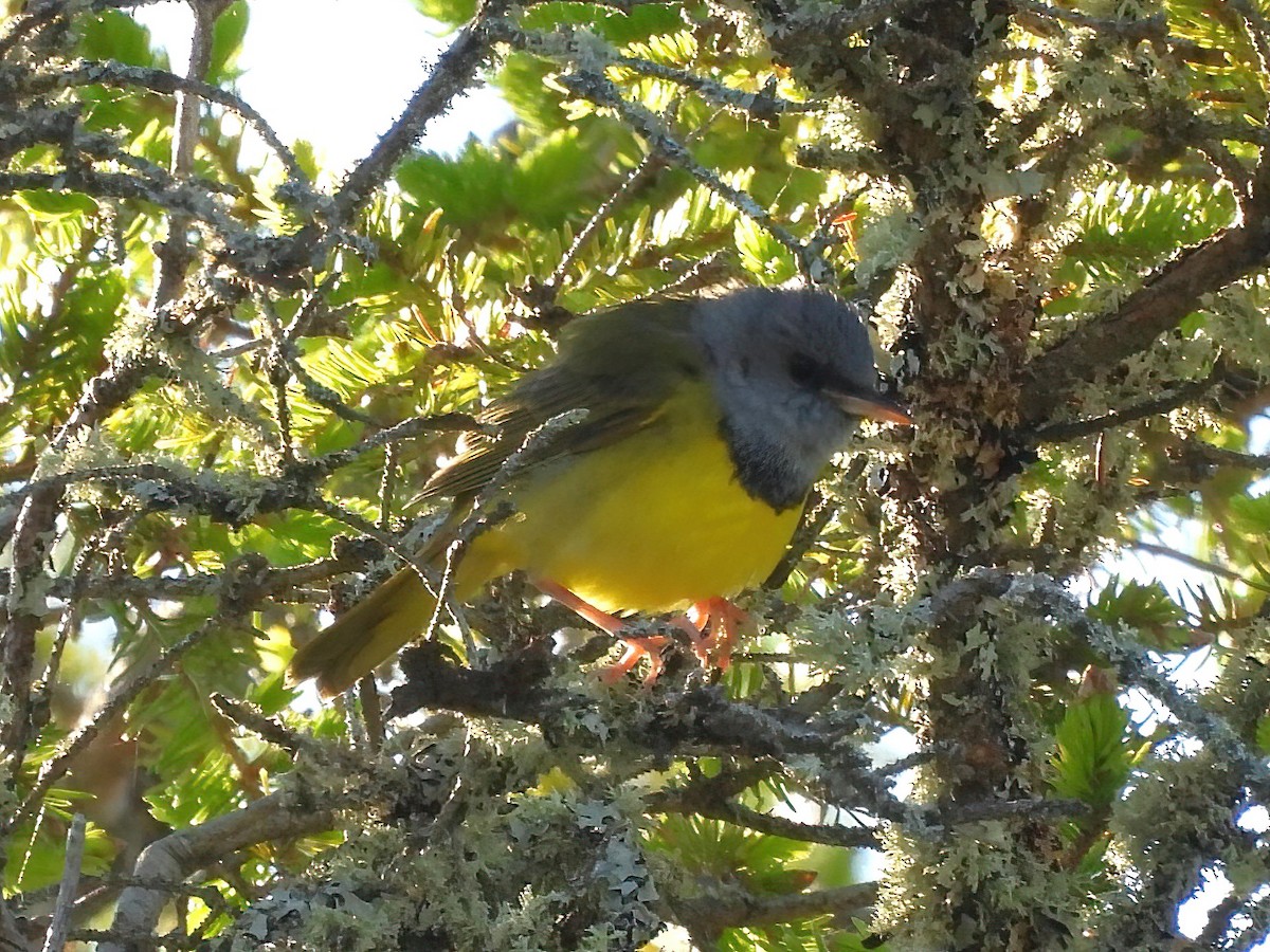 Mourning Warbler - Jenny Young