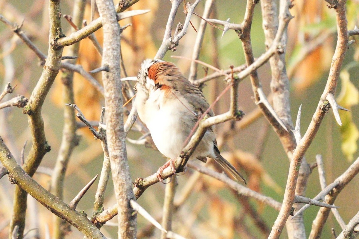 Rufous-collared Sparrow - ML619954350