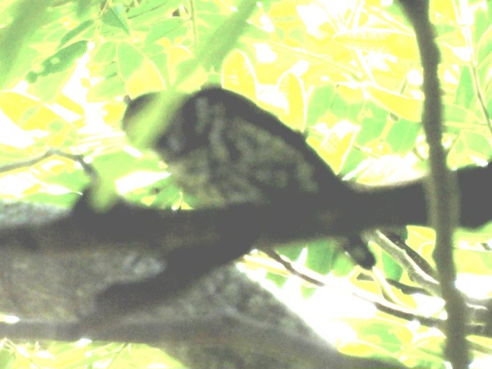 Scaled Piculet - ML619954354