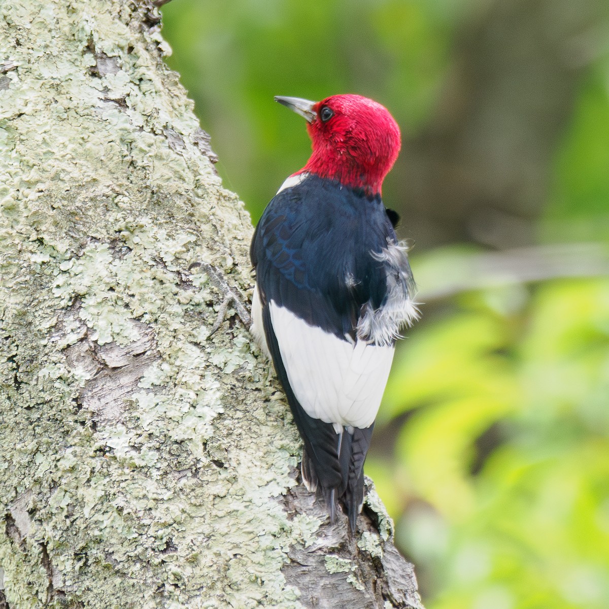 Red-headed Woodpecker - ML619954355