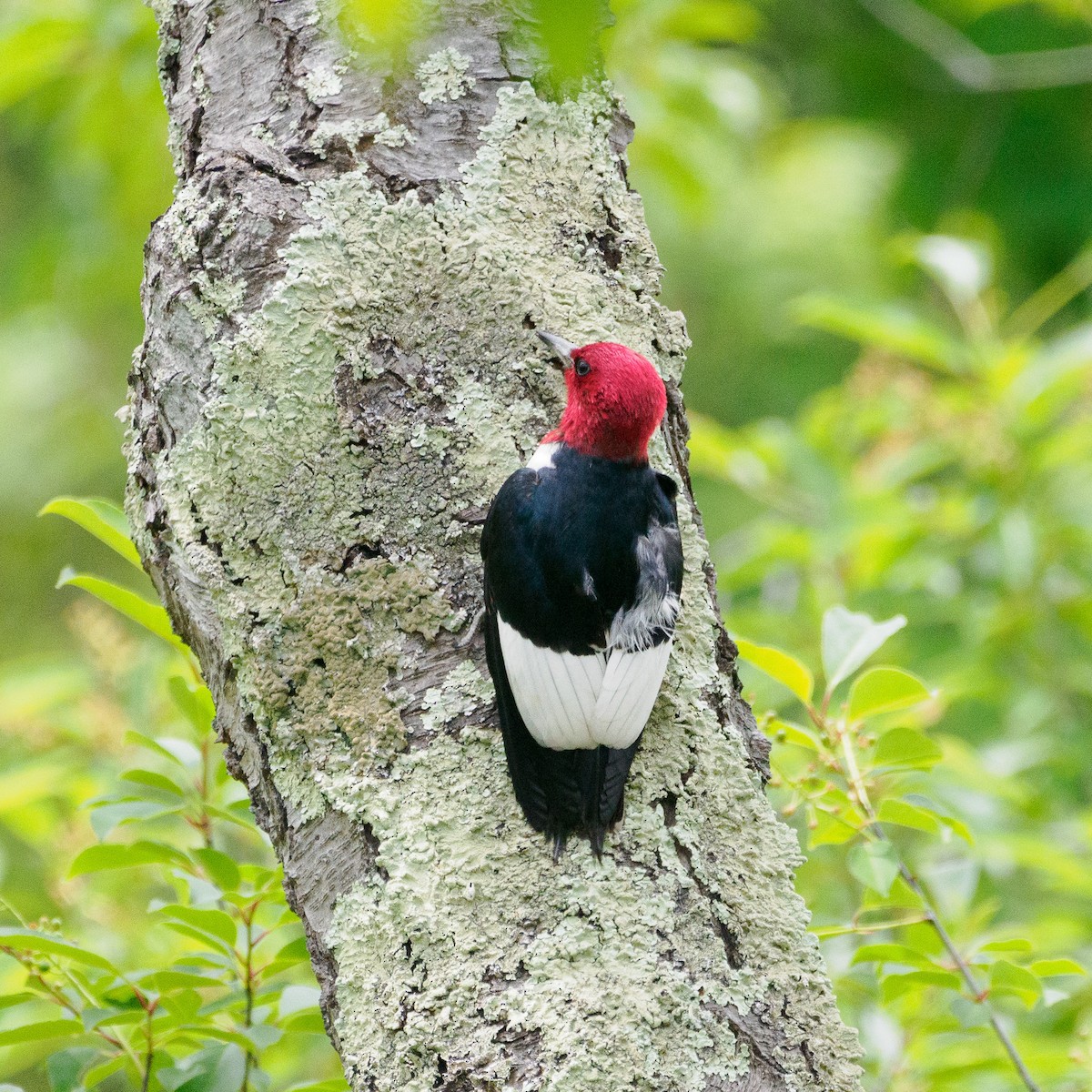 Red-headed Woodpecker - ML619954357