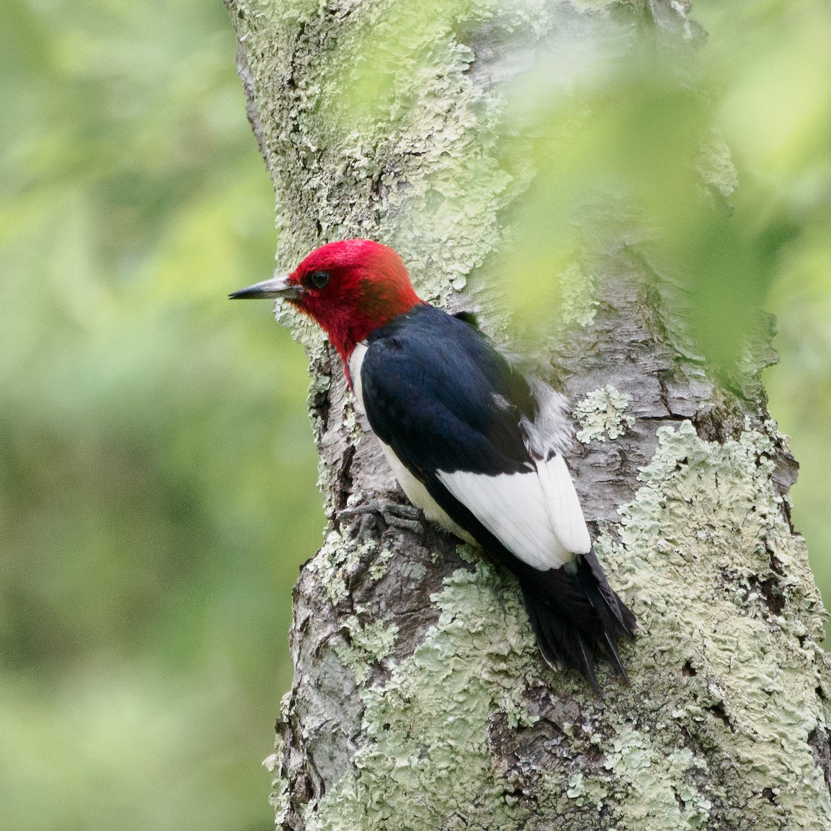 Red-headed Woodpecker - ML619954358