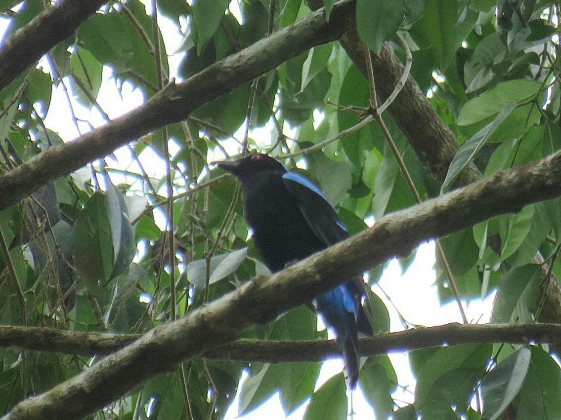 Palawan Fairy-bluebird - ML619954363