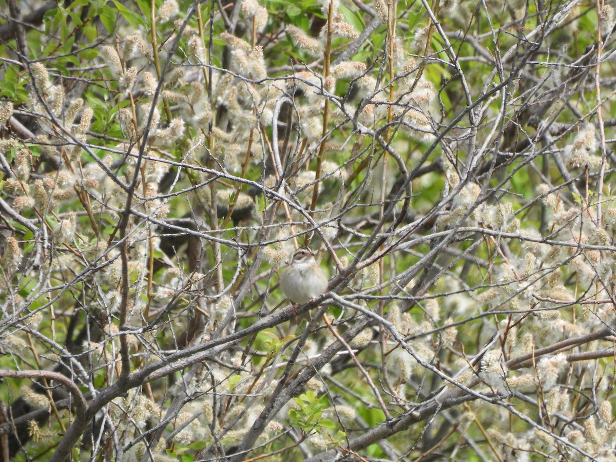 Clay-colored Sparrow - ML619954383