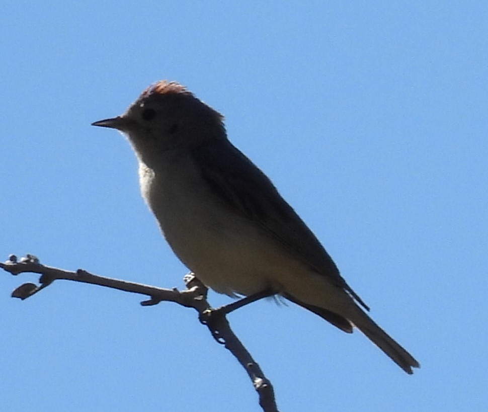 Lucy's Warbler - ML619954385