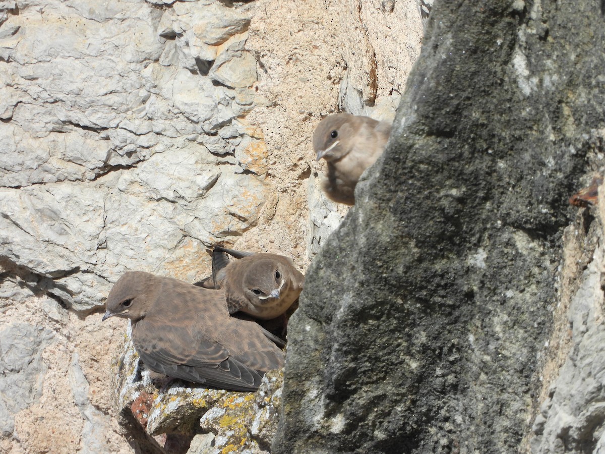 Скальная ласточка - ML619954397