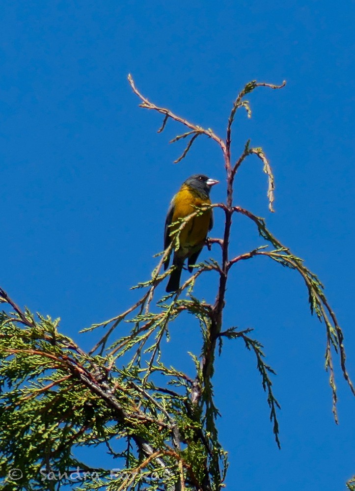 Peruvian Sierra Finch - ML619954411