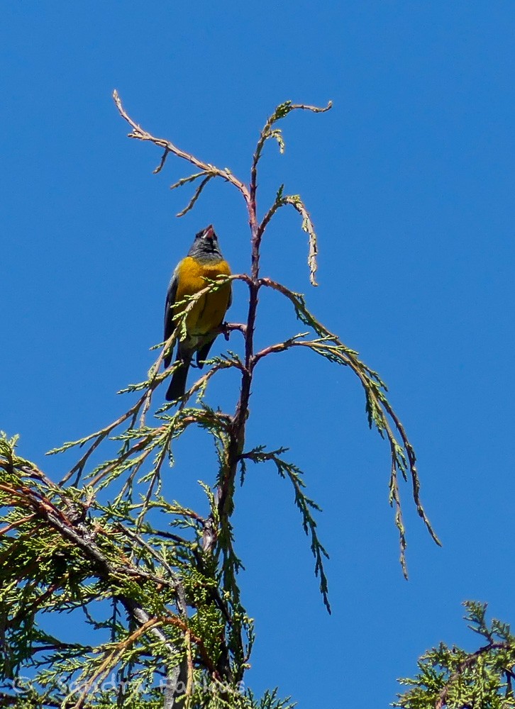 Peruvian Sierra Finch - ML619954412