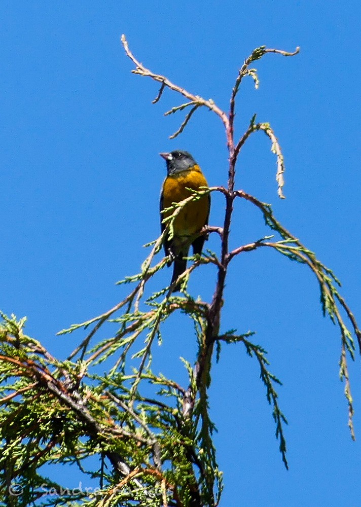Peruvian Sierra Finch - ML619954413