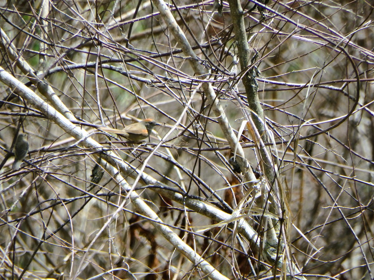 Pale-breasted Spinetail - ML619954414