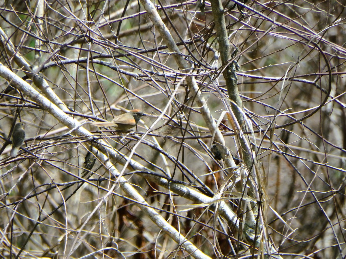 Pale-breasted Spinetail - ML619954475