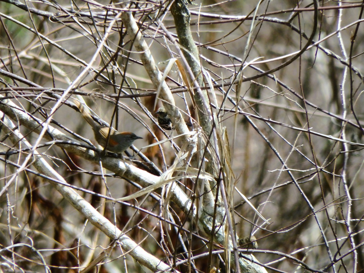 Pale-breasted Spinetail - ML619954477