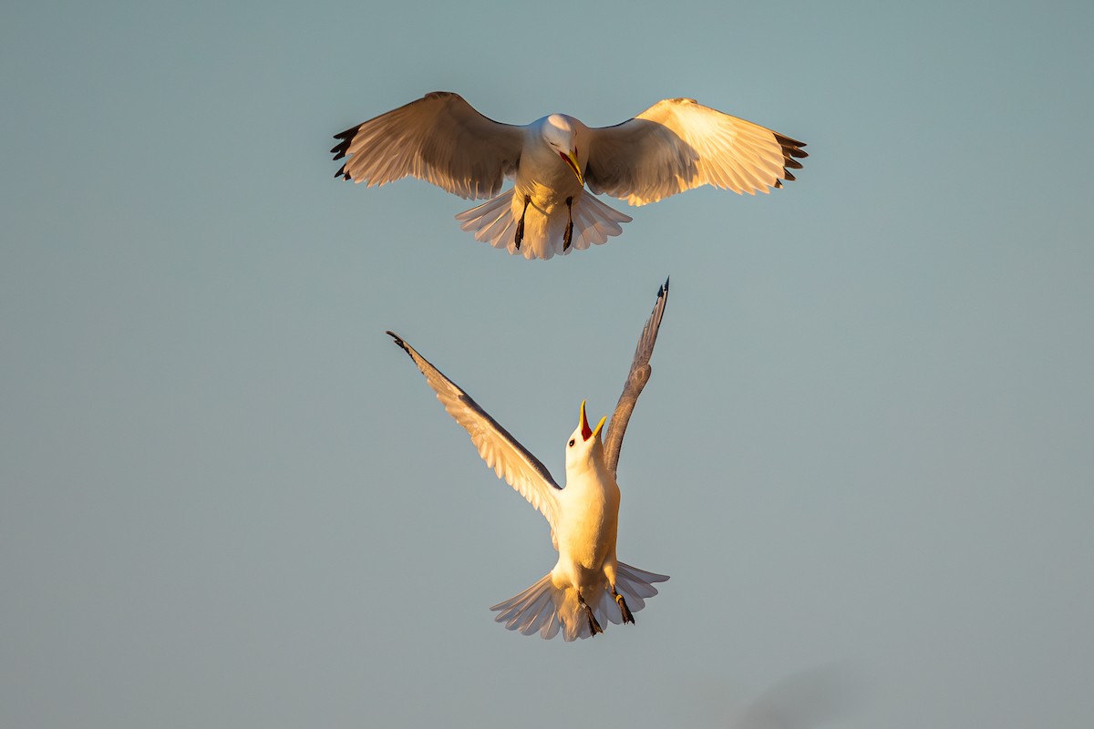 Black-legged Kittiwake - ML619954482